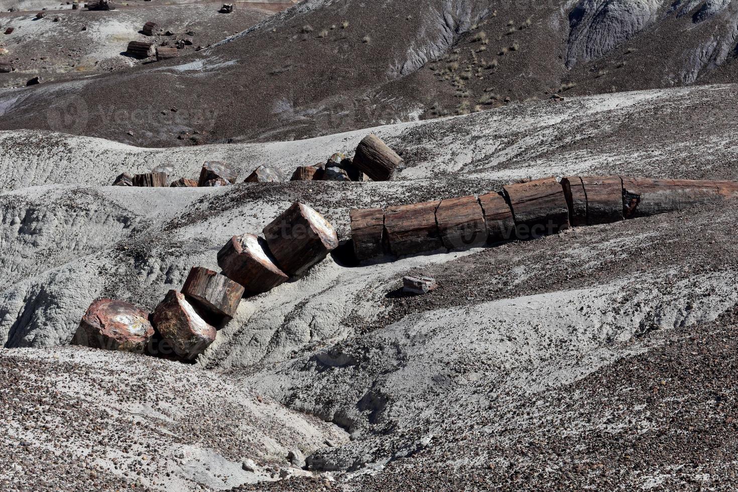 skivor av förstenade stockar i Arizonas öken foto