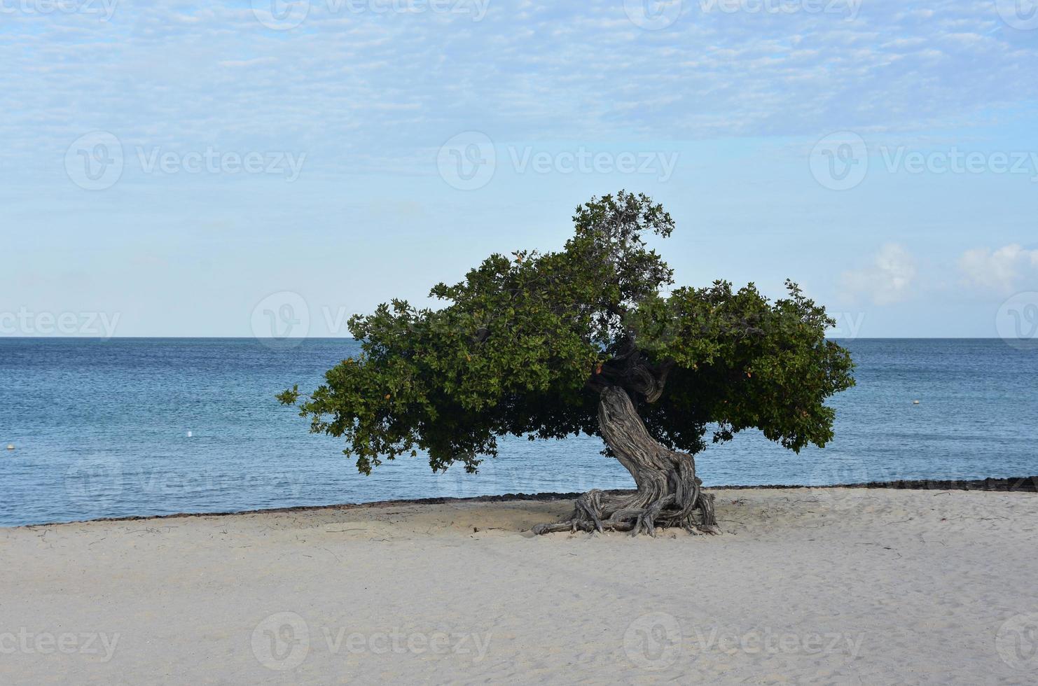 arubas divi-träd på eagle beach på morgonen foto