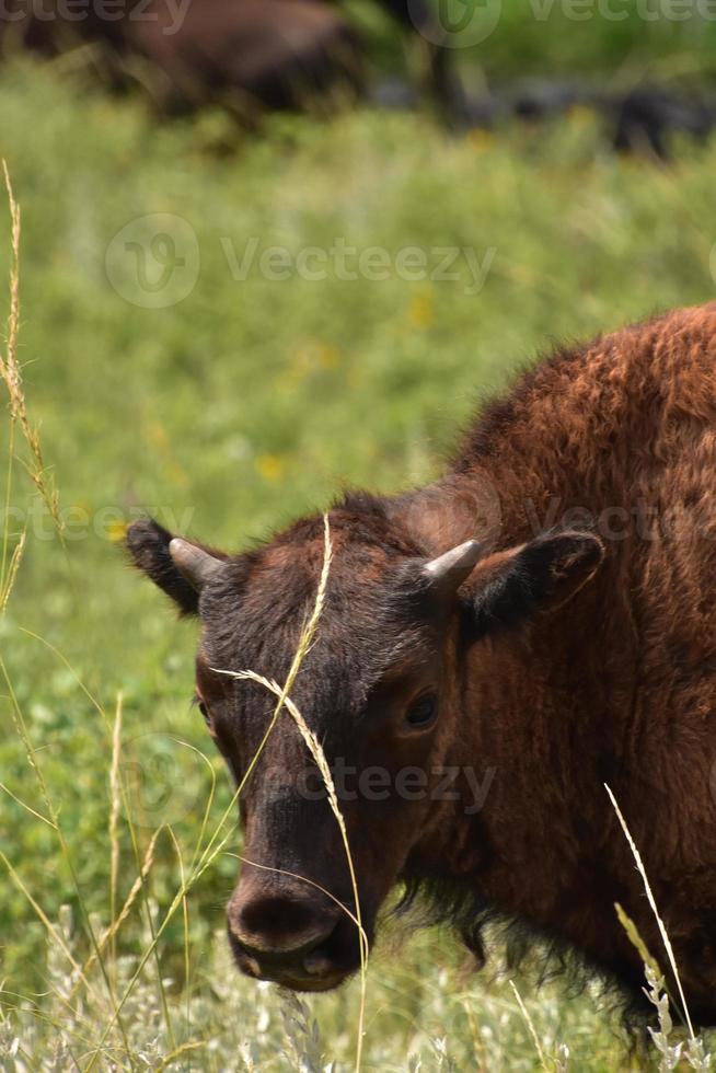 amerikansk buffelkalv tittar genom högt gräs foto