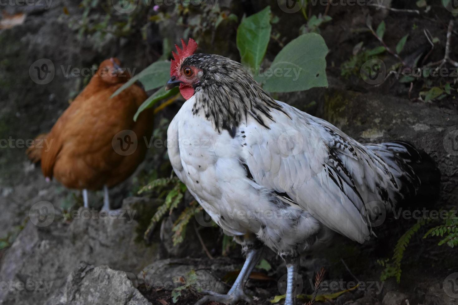 attraktiv vit och svart kyckling som vandrar omkring foto