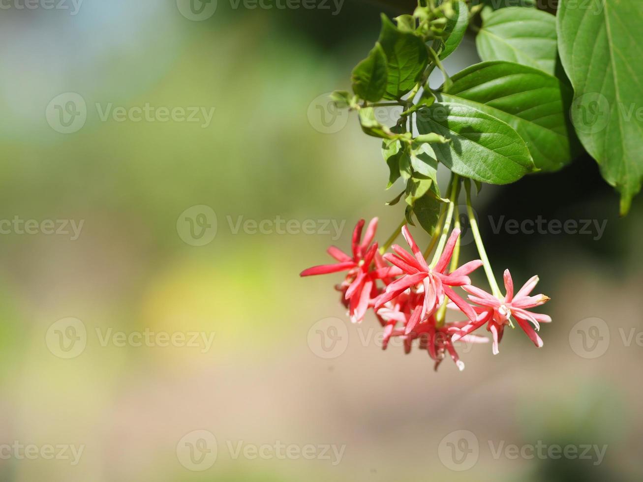 rangoon creeper namn blomma blomman ser ut som ett långt rör i slutet av blomman separeras i röd rosa rangoon creeper, kinesisk honungsdi, drunen sjöman, combretum indicum defilipps foto