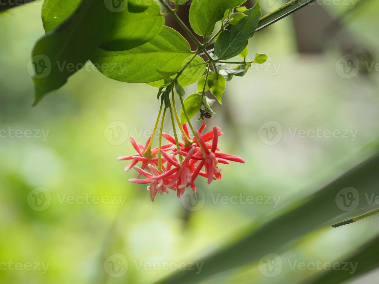 rangoon creeper namn blomma blomman ser ut som ett långt rör i slutet av blomman separeras i röd rosa rangoon creeper, kinesisk honungsdi, drunen sjöman, combretum indicum defilipps foto