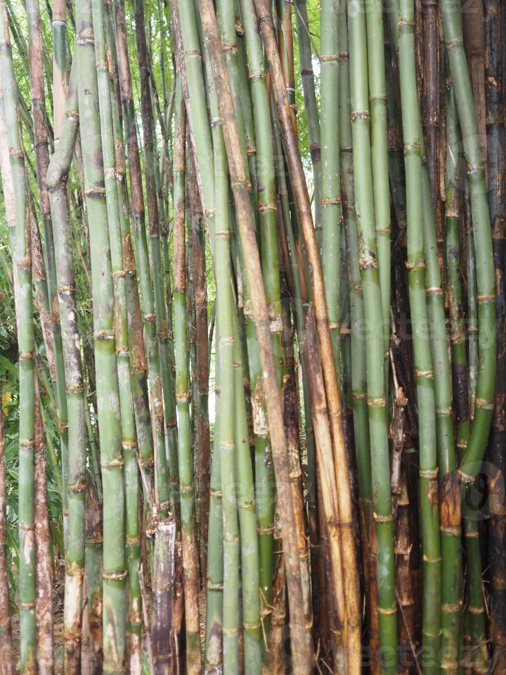 bambu färska gröna blad i trädgård natur bakgrund foto