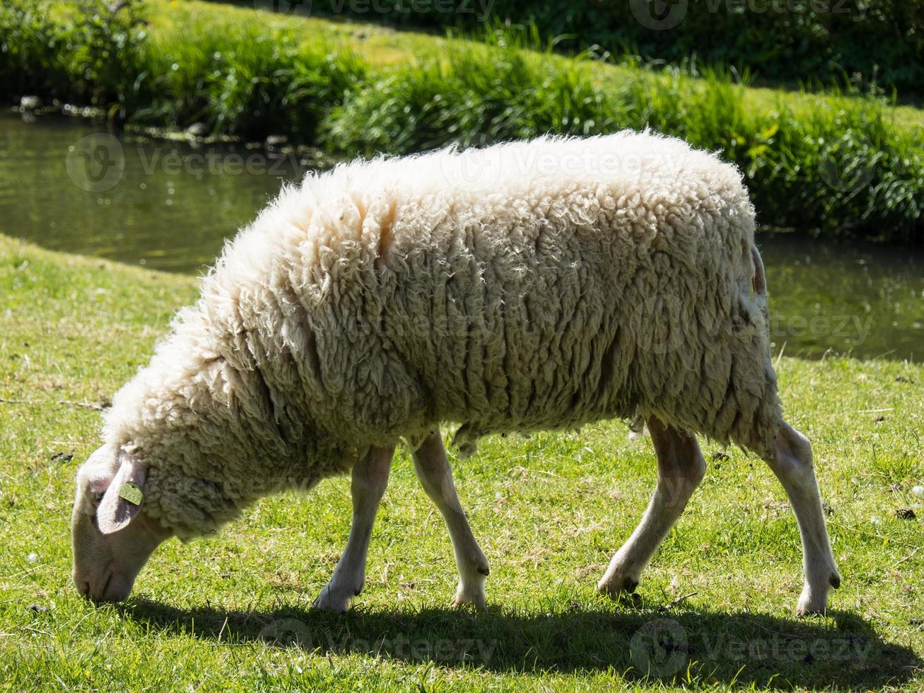 den holländska staden enkhuizen foto