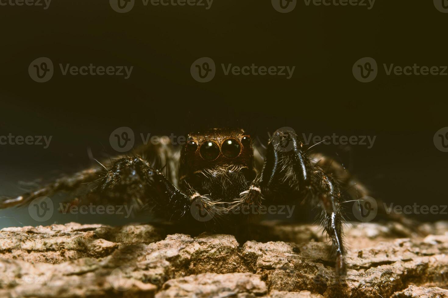 makro spindel i naturen foto