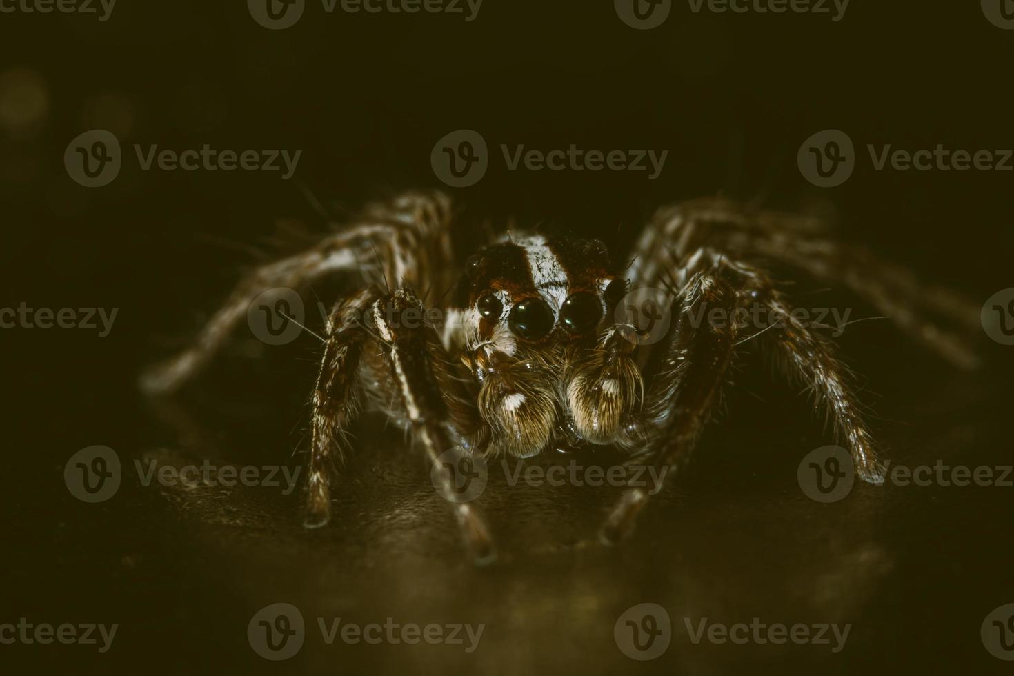 makro spindel bokeo bakgrund foto