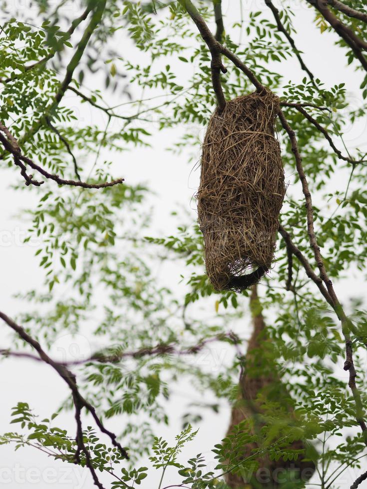 fågelbo, vävare på trädboet fågelvävare hänger på trädet naturbakgrund foto
