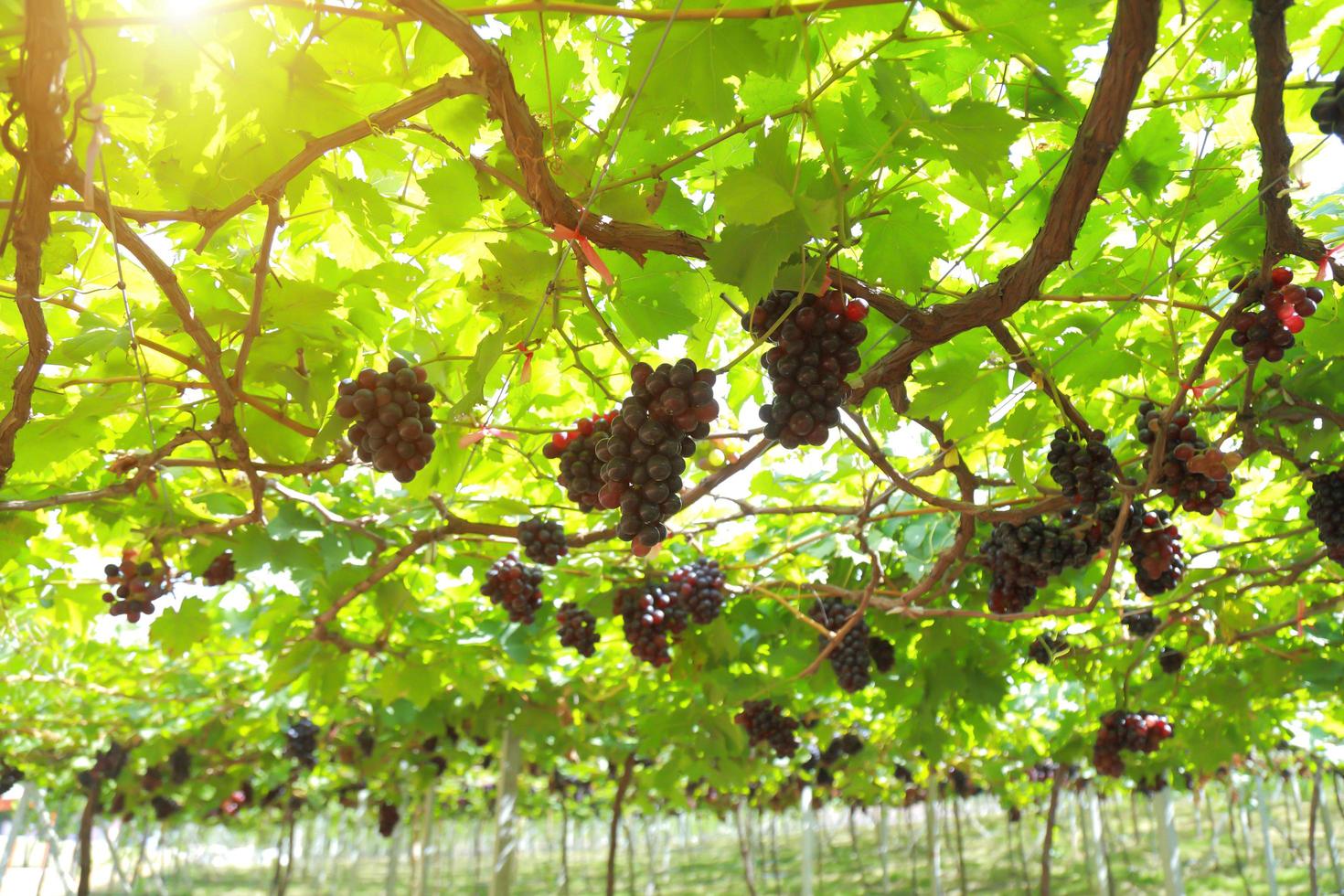 druvor i vingården på en solig dag foto