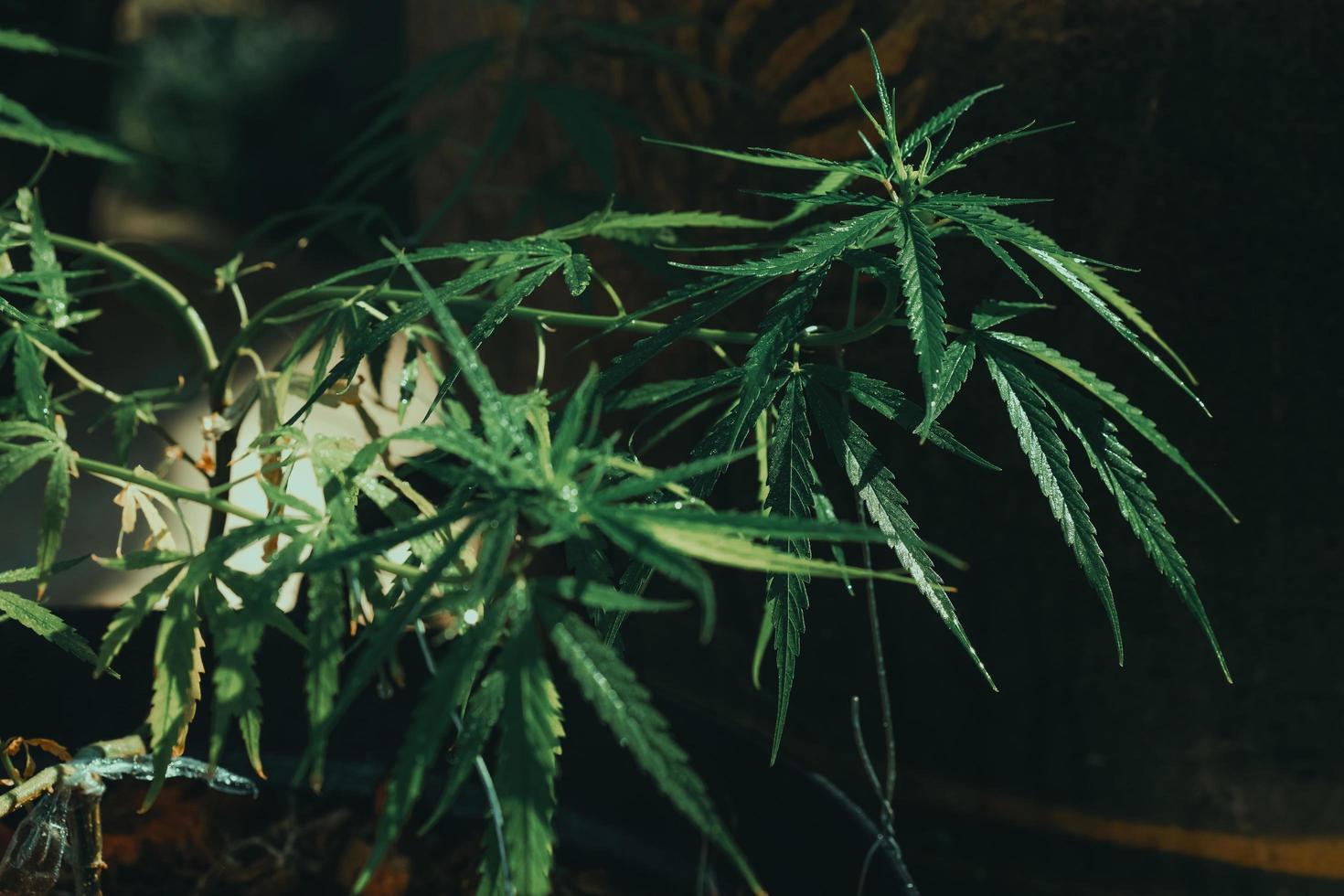 cannabis weed.it används för att behandla depression och hjälpa till att slappna av i sinnet. begreppet växtbaserad alternativ medicin, cbd-olja, läkemedelsindustrin botar olika sjukdomar. foto