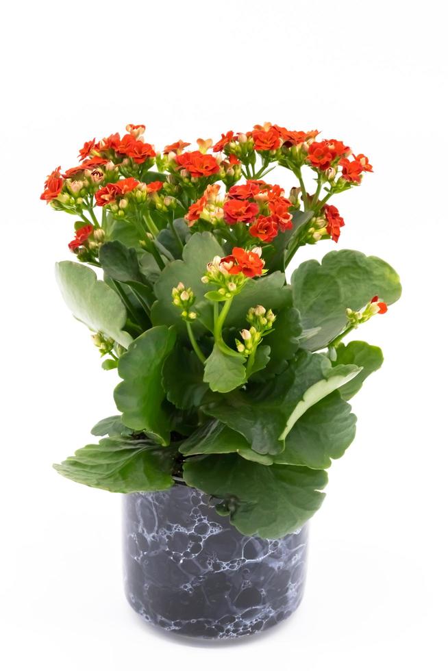 röd blomma isolerad på vit bakgrund. kalanchoe blomma i keramisk kruka. foto