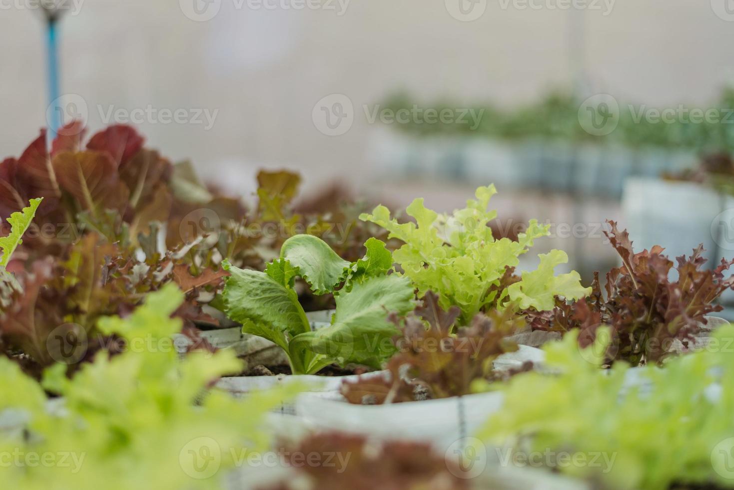 färska gröna grönsaker i hydroponics gård. ekologiskt och hydroponiskt gårdskoncept. foto