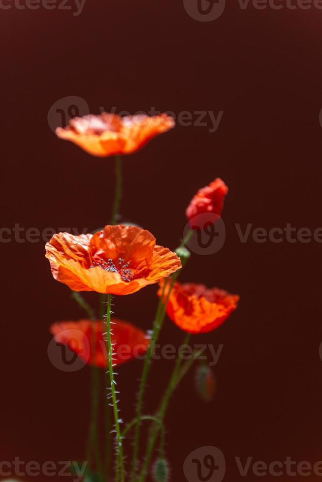 bukett röda vallmoblommor på mörk bakgrund. vilda blommor. närbild foto. högkvalitativt foto