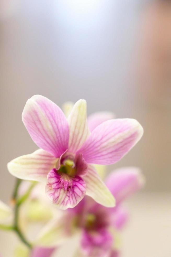 suddig bild av rosa phalaenopsis orkidé i närbild. foto