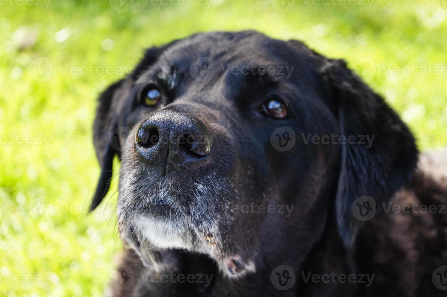 15 år gammal kort belagd brittisk labrador retriever tjej foto
