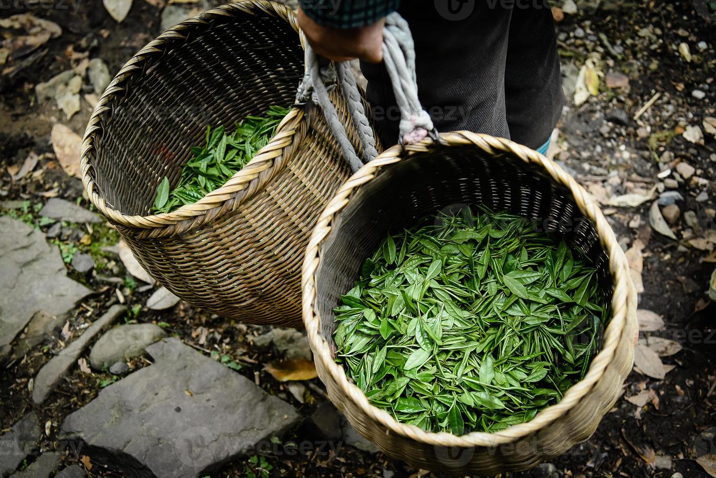färska gröna teblad i bambukorg samlas in för vidare bearbetning i Hanzhou Kina foto