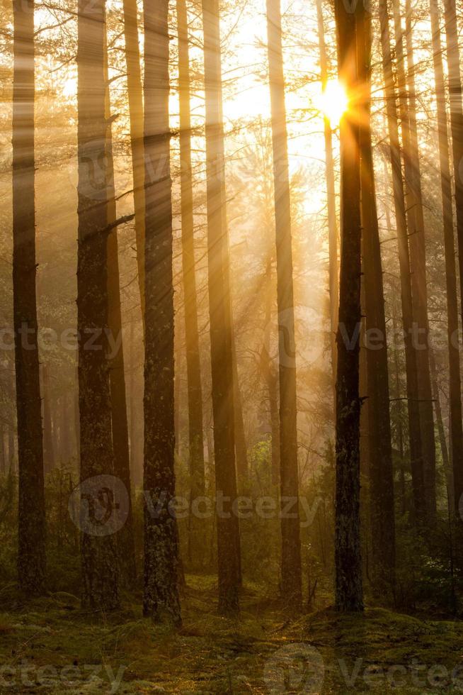 soluppgång i skogen foto