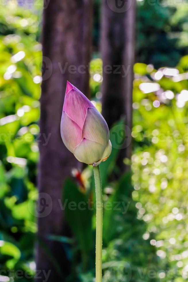 närbild knopp rosa lotusblomma blomma i trädgården foto