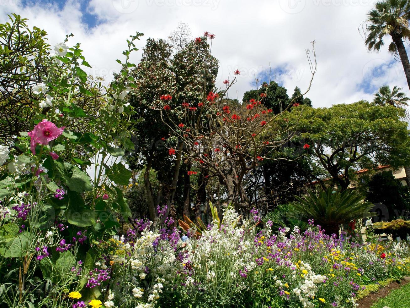 Funchal och ön madeira foto