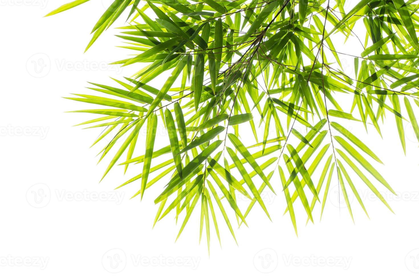 bambu blad hög upplösning foto