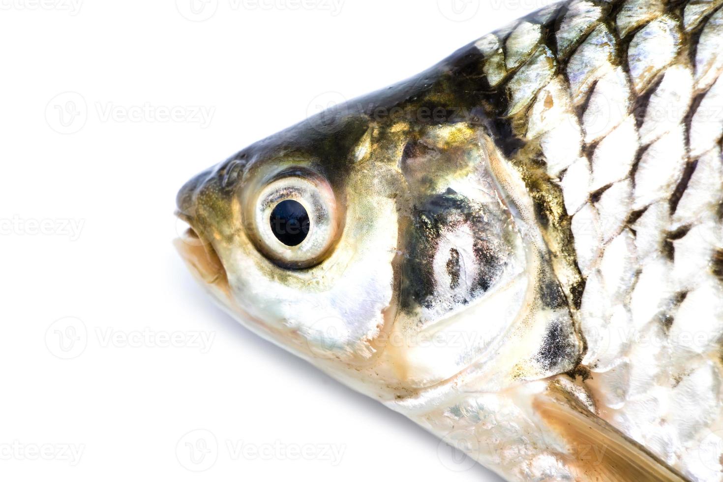 fisk huvud närbild foto