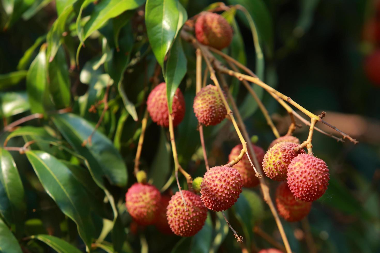 färsk litchi på träd i litchi fruktträdgård. foto