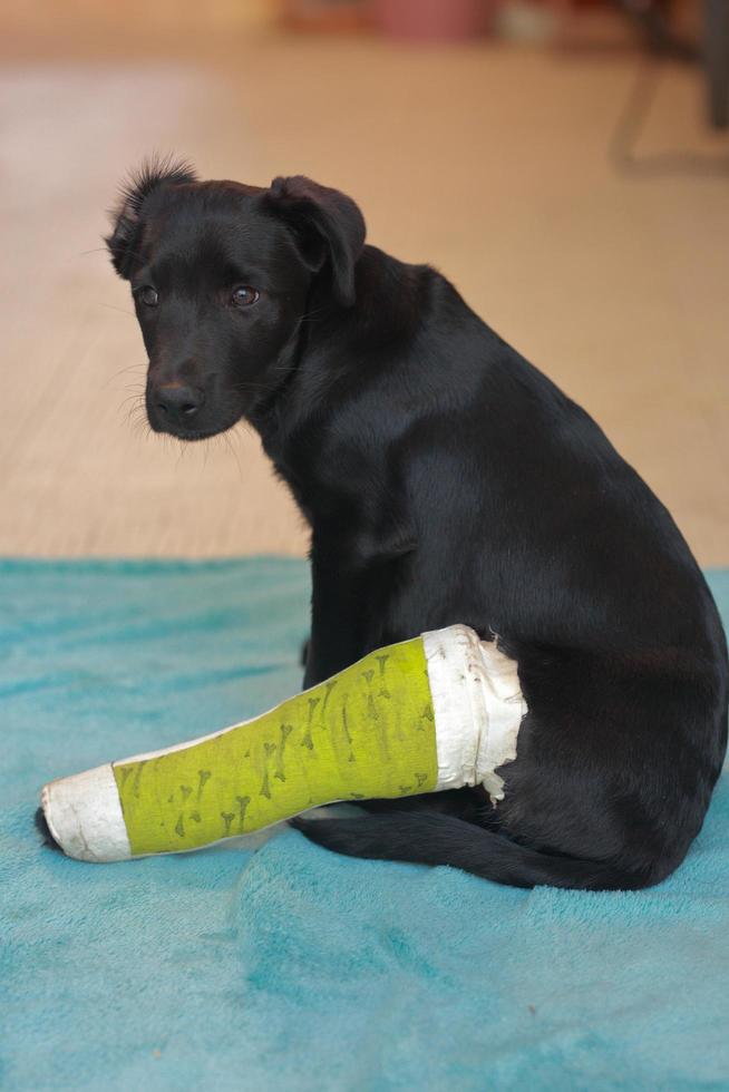 hundvalp med skadat benbrott fick första hjälpen behandling med skena efter färg grön ett besök på veterinärsjukhuset. foto