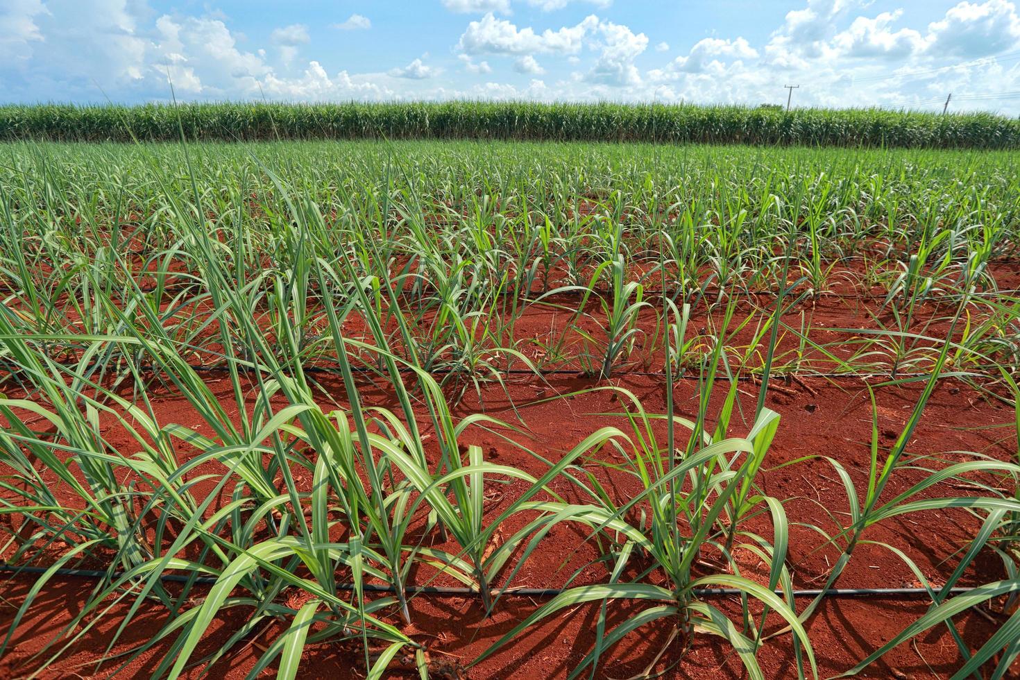sockerrör fält med blå himmel foto