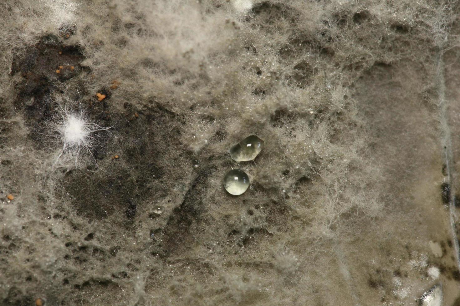 biokemi forskning testa svamp växande petriskål. foto