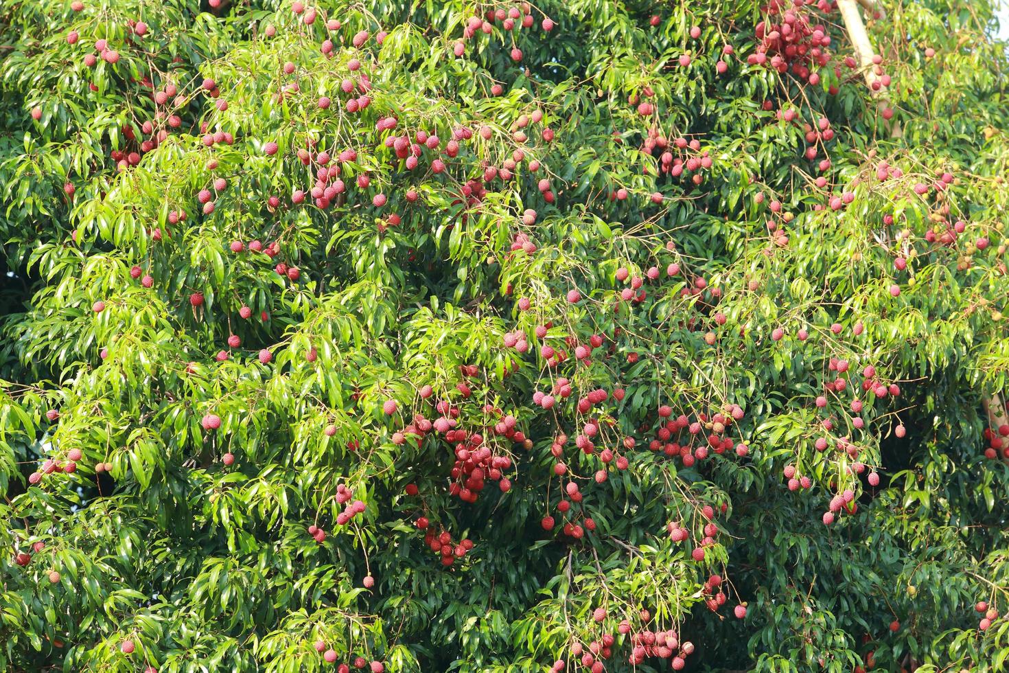 färsk litchi på träd i litchi fruktträdgård. foto