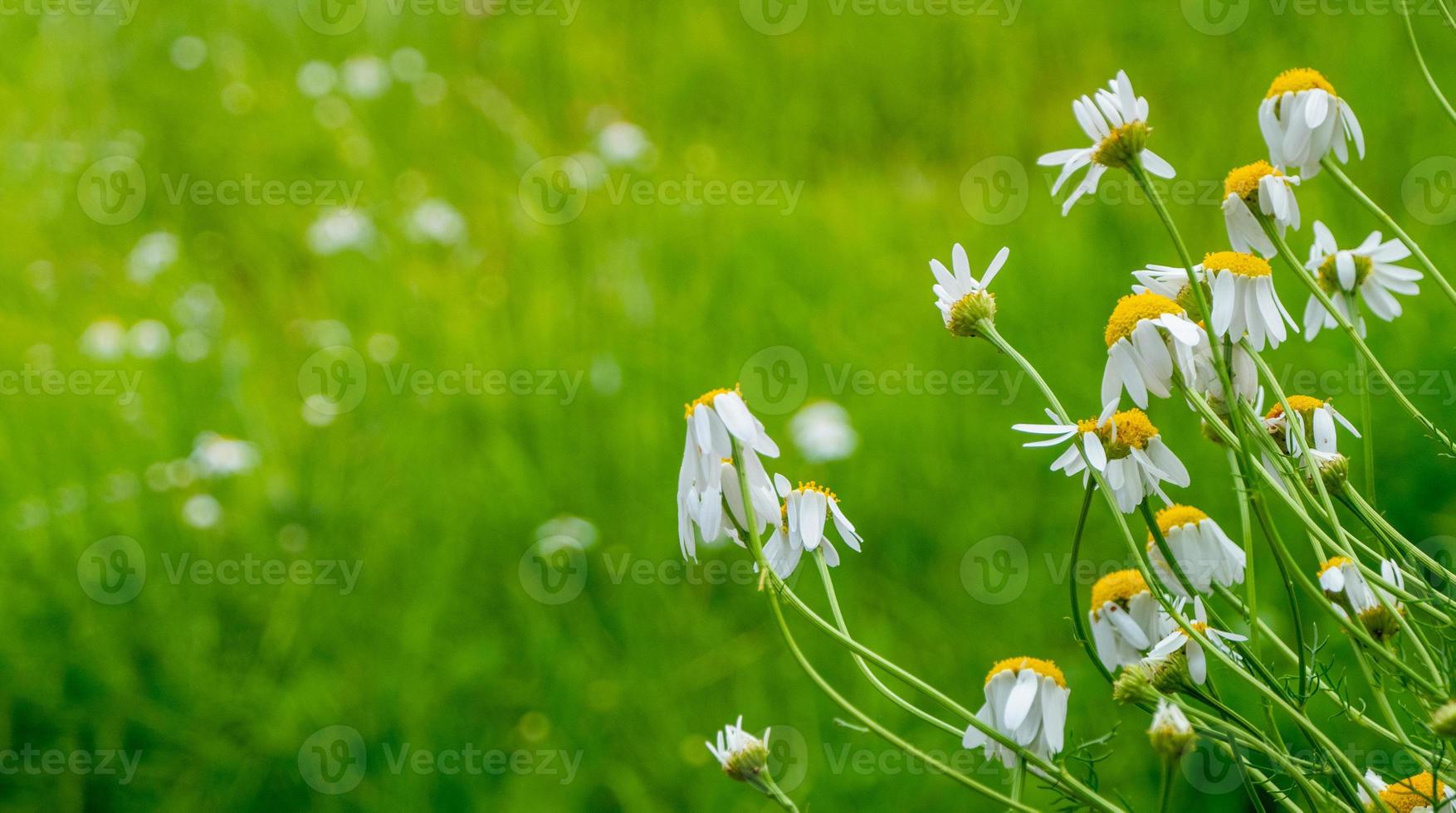 blommande prästkragar i solen på en suddig bakgrund av gräs foto