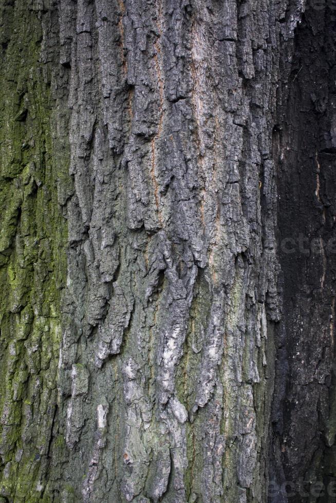 träd brun bark textur med grön mossa foto