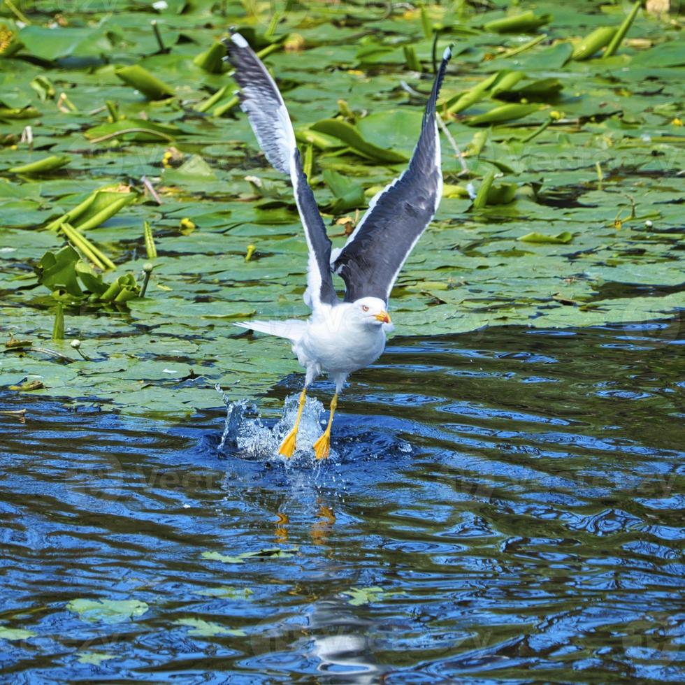 europeisk sillmås på Helgoland foto