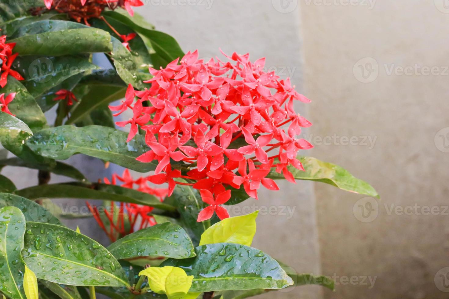 vacker av röd spik blomma ixora blommar i trädgården foto