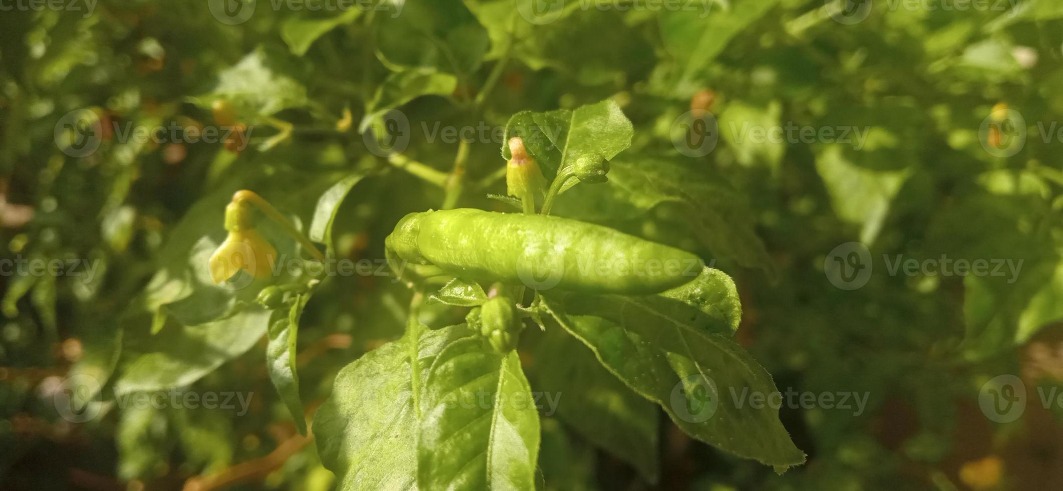 grön chili jordbruk på gröna blad i Indonesien foto