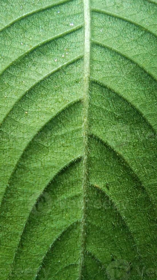 närbild gröna blad textur foto