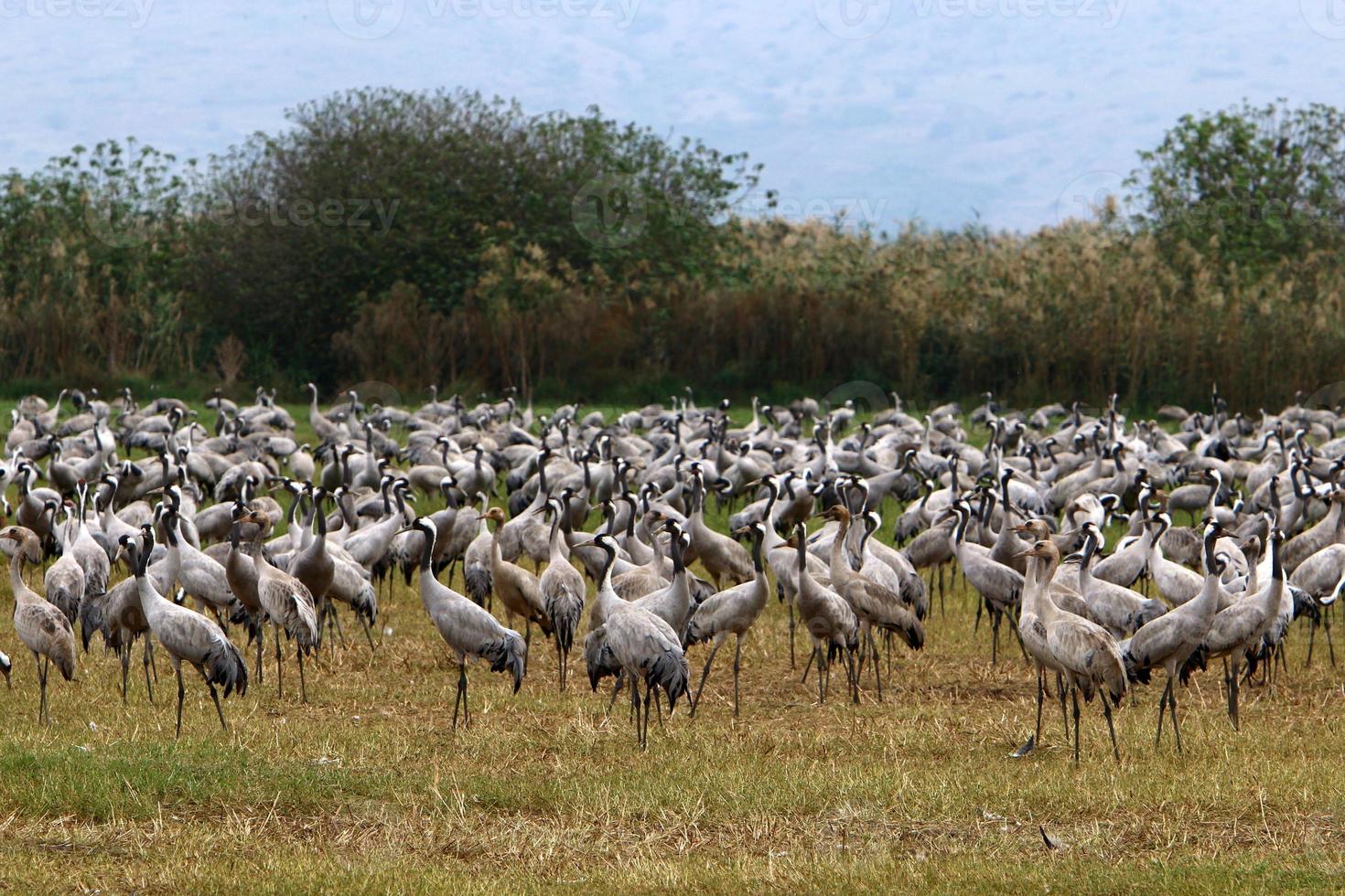 en stor flock tranor i hula naturreservat i norra Israel foto