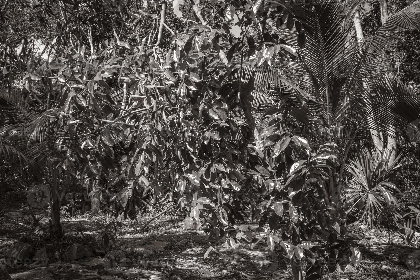 tropiska växter i naturlig djungelskog puerto aventuras mexico. foto