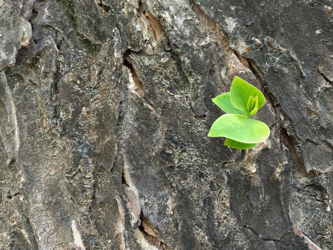 litet grönt träd som växer på svart bark ger tillväxtmöjlighet. foto