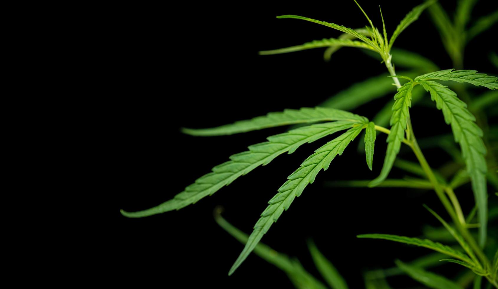 färskt blad av grönt färskt av marijuanaträd på svart bakgrund foto