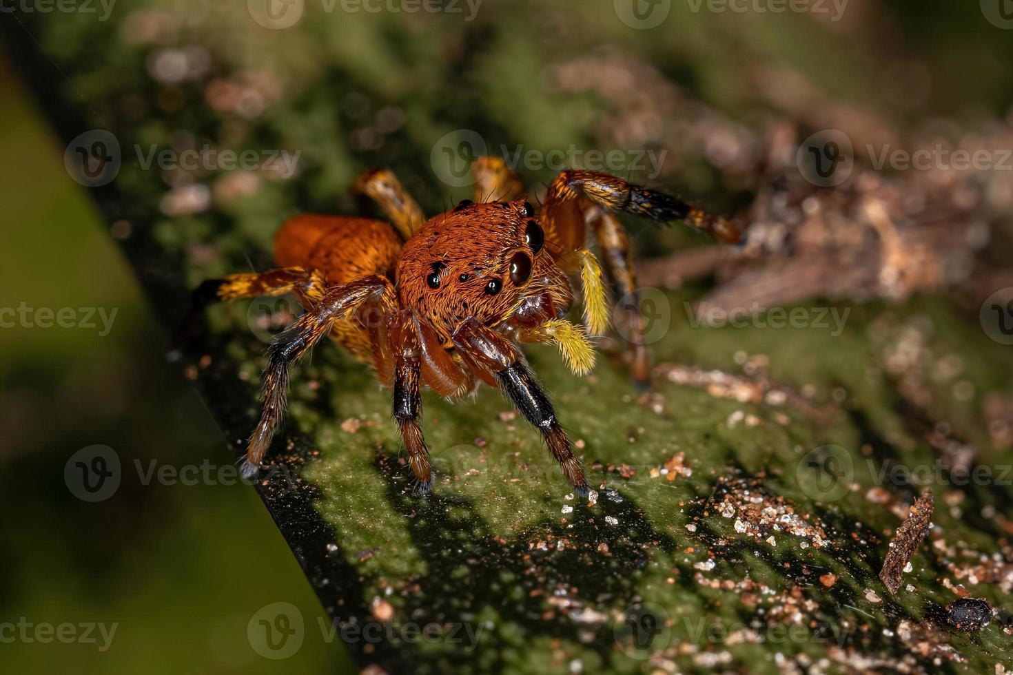 liten hoppande spindel foto