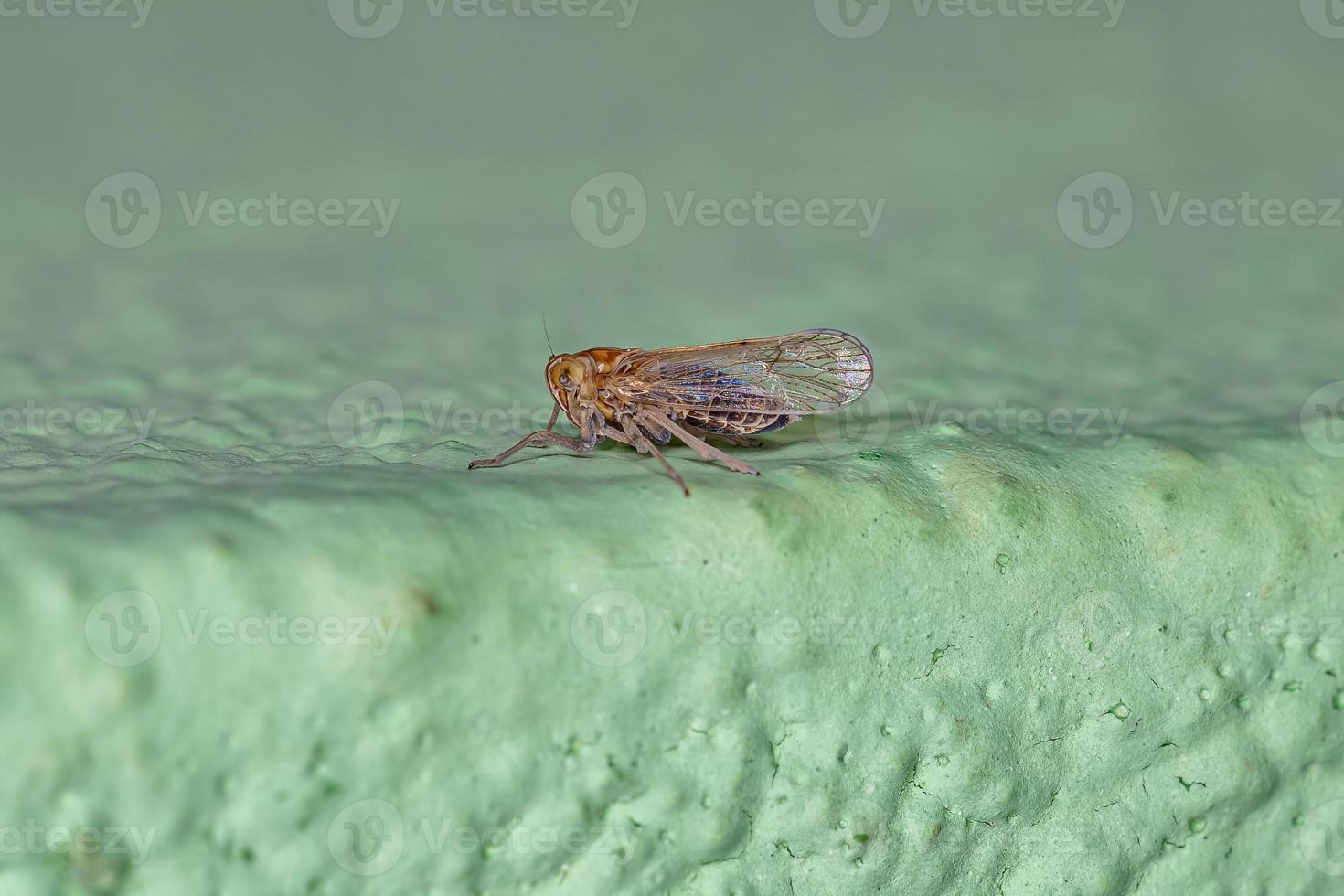 vuxen delphacid planthopper insekt foto