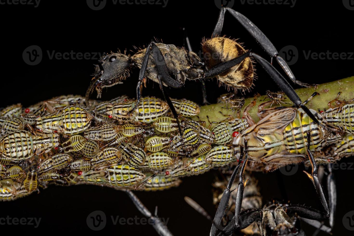 kvinnlig vuxen skimrande gyllene sockermyra med aetalionid treehopper nymfer foto