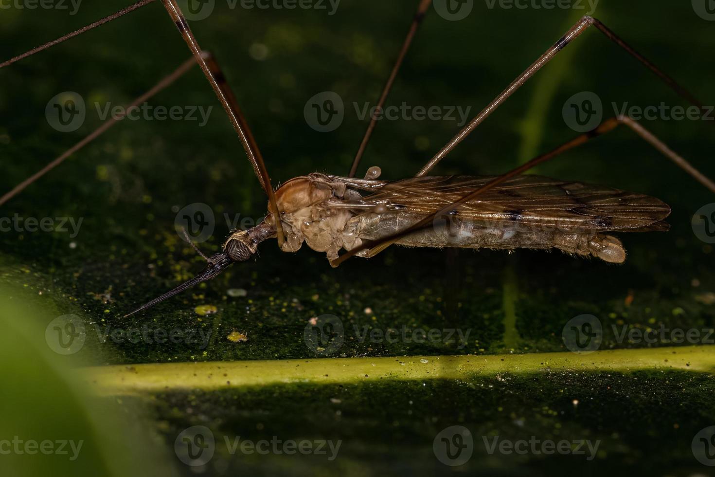 vuxen limoniid kranfluga foto