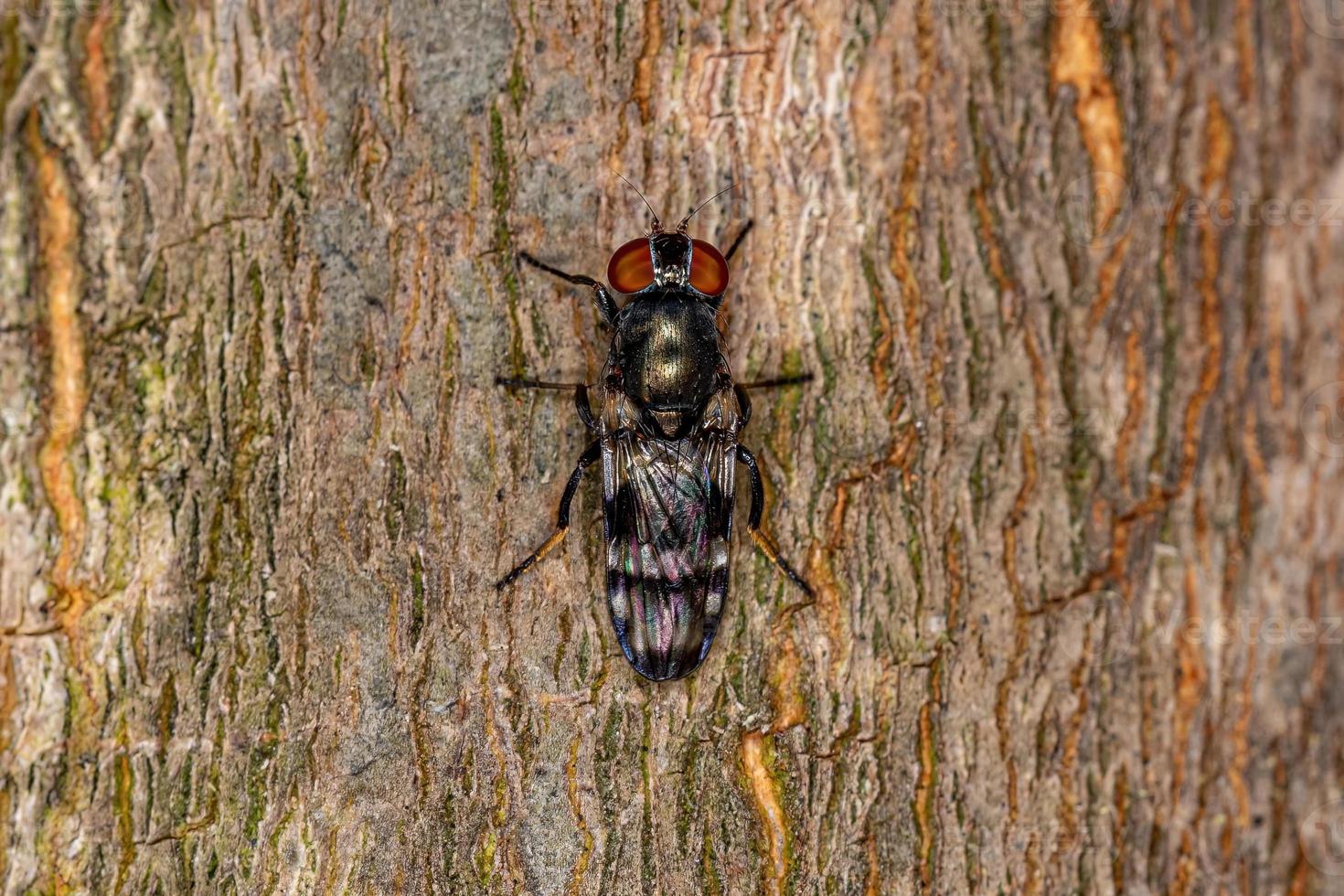 vuxen bildvingad fluga foto