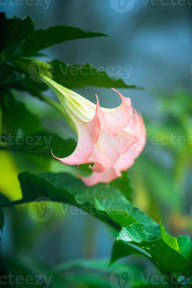 brugmansia, ett släkte av sju arter av blommande växter i familjen solanaceae foto