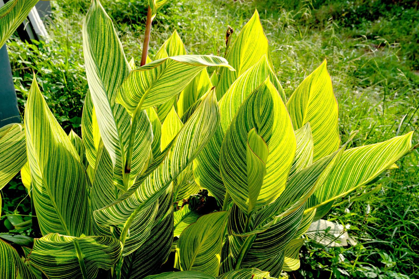 gröna blad mönster, löv randig canna växt i trädgården foto