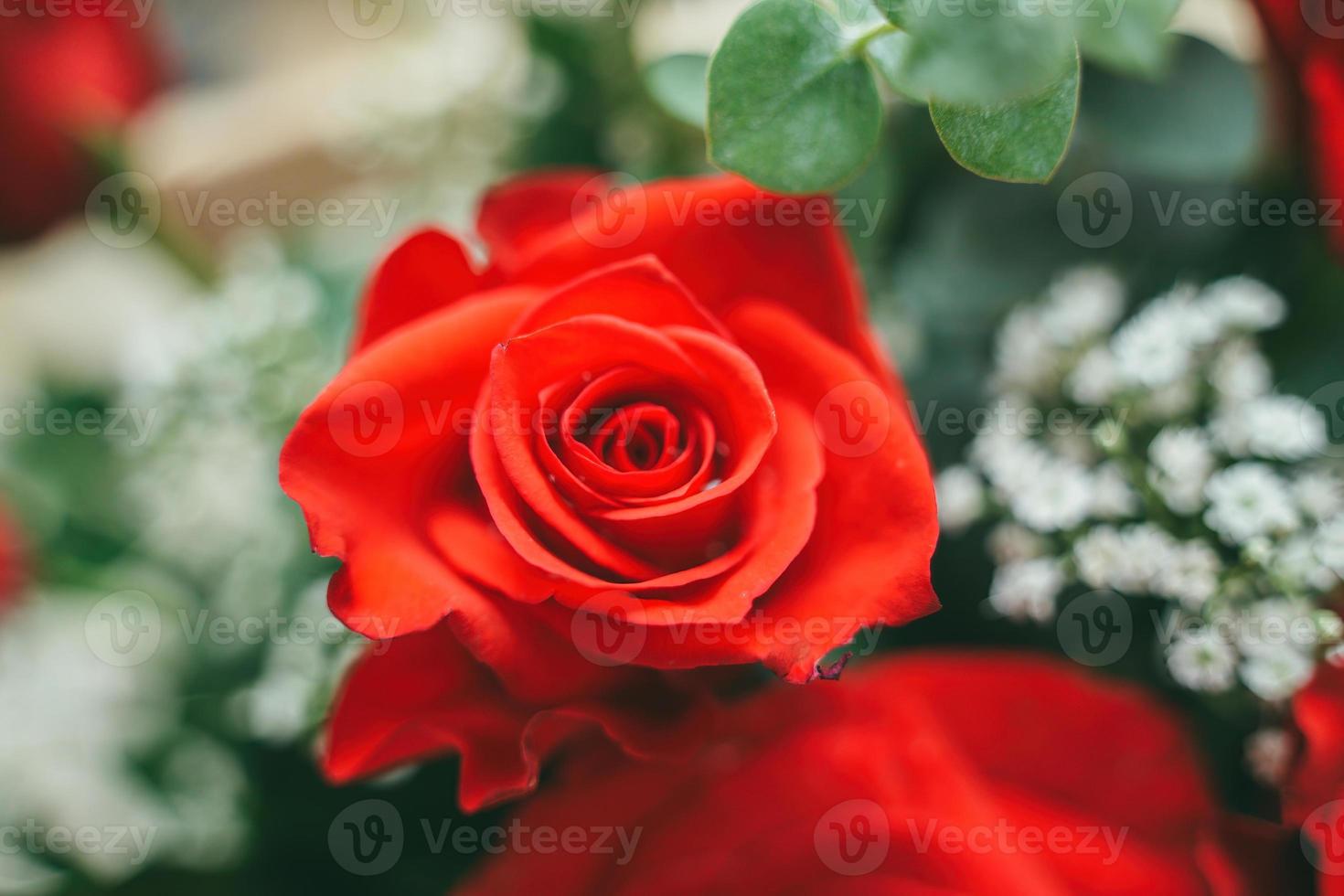 bukett färska röda rosor, blomma ljus bakgrund. närbild av en röd ros med vattendroppar. foto