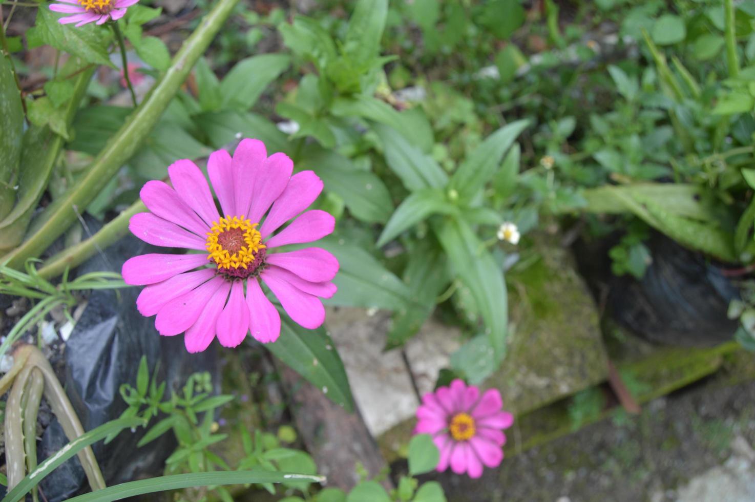 blommor som blommar vackert i trädgården foto