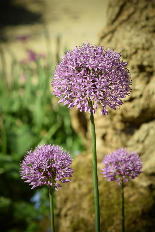 allium globemaster lila blommor foto