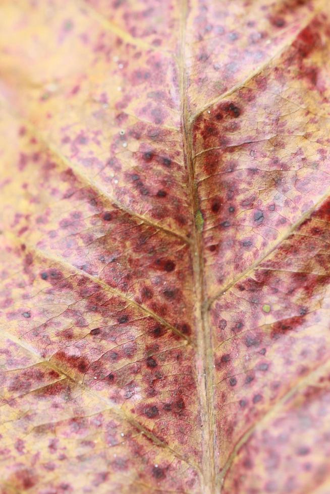 exotiska bruna blad för bakgrund och grafiska tillgångar foto